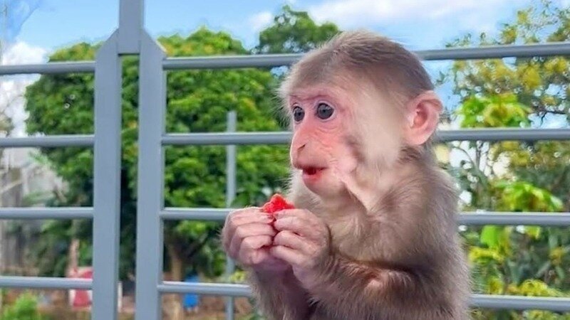 Bibi the Monkey Net Worth: A Deep Dive into the Financial Success of a Social Media Sensation